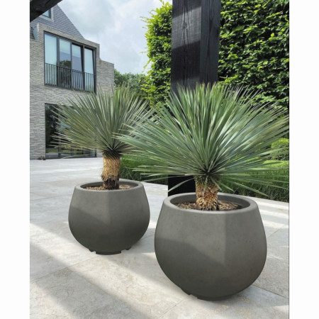 Квітник Аргос Лілас М