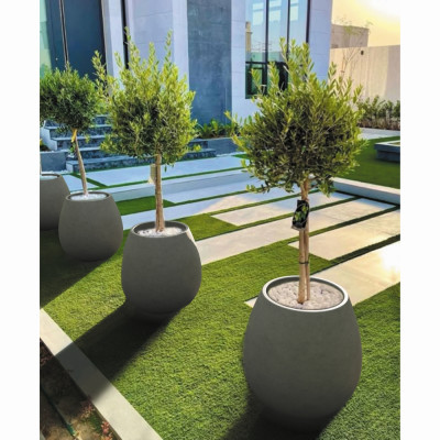 Квітник Аргос Віолет S