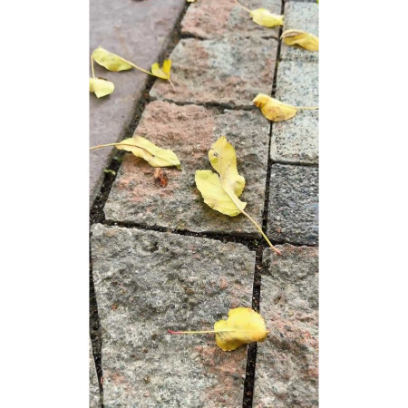 Бруківка колота 150х150 h-60