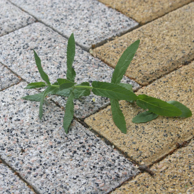  
Оберіть колір:: танжерин меланж