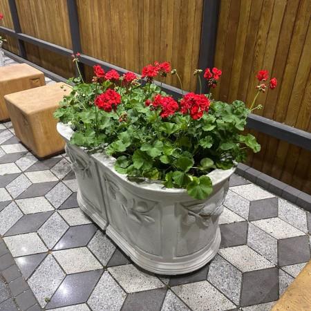 Квітник Цитрус пристінний