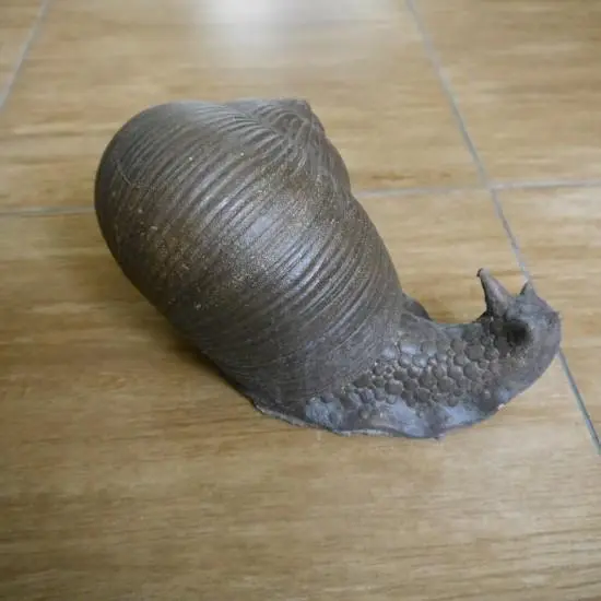 Улитка